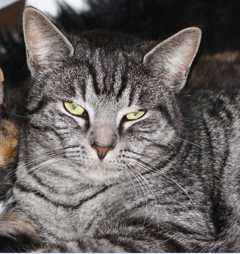 Blanding af racer Blackfoot billede 1