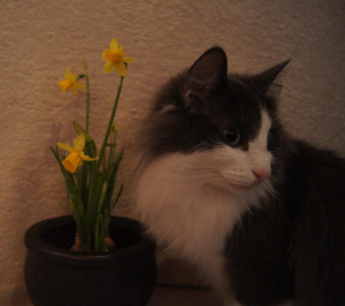 Norsk Skovkat DK Lunden's Cilina *Himmelkat* - Cilina i påsken d. 30/3 2012 billede 9