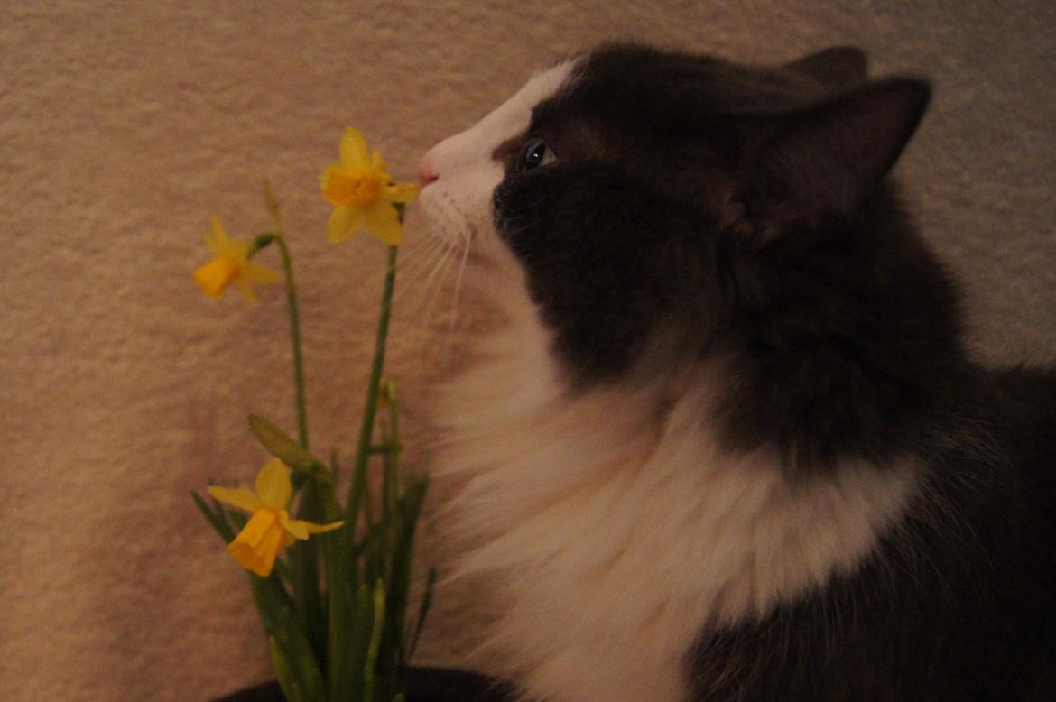 Norsk Skovkat DK Lunden's Cilina *Himmelkat* - Humm de dufter godt 30/3 2012 billede 10