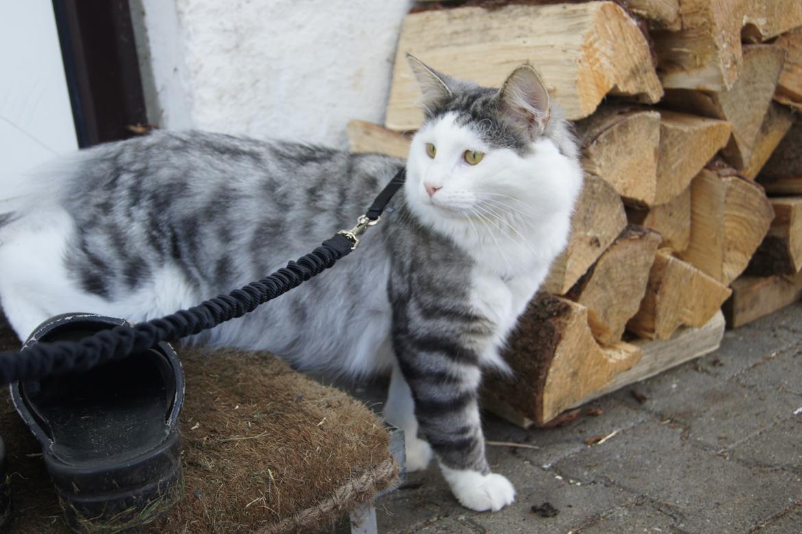 Norsk Skovkat Kejserheden's Gustau - Gustau i haven sensommer 2011 billede 3