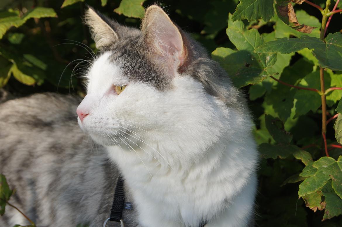 Norsk Skovkat Kejserheden's Gustau - Velkommen til min profil... Jeg hedder Kejserhedens Gustau :) billede 1