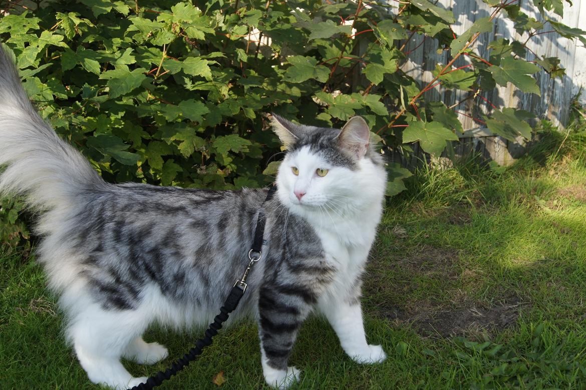 Norsk Skovkat Kejserheden's Gustau - Gustau i haven sensommer 2011 billede 2