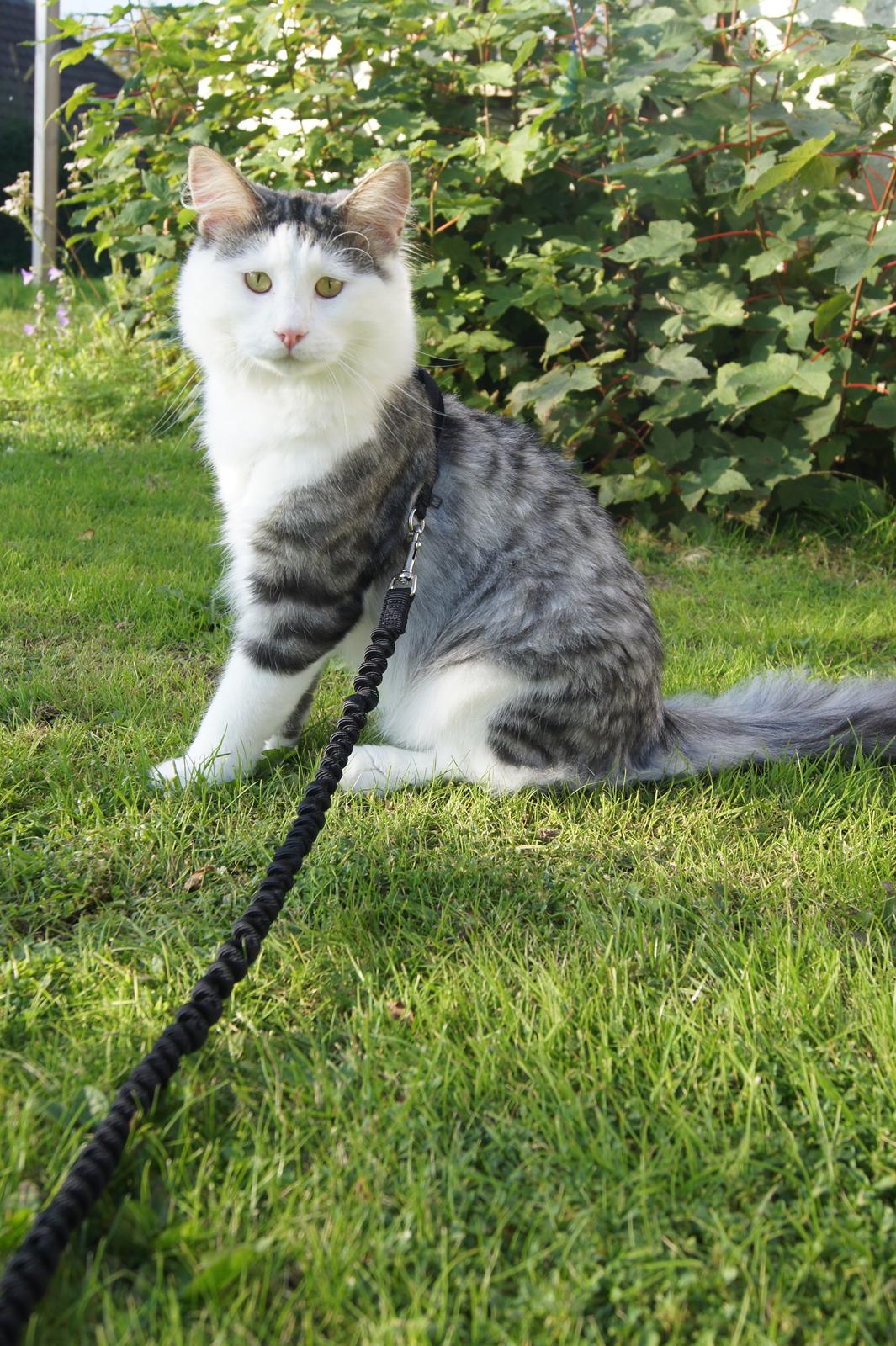 Norsk Skovkat Kejserheden's Gustau - Gustau i haven sensommer 2011 billede 4