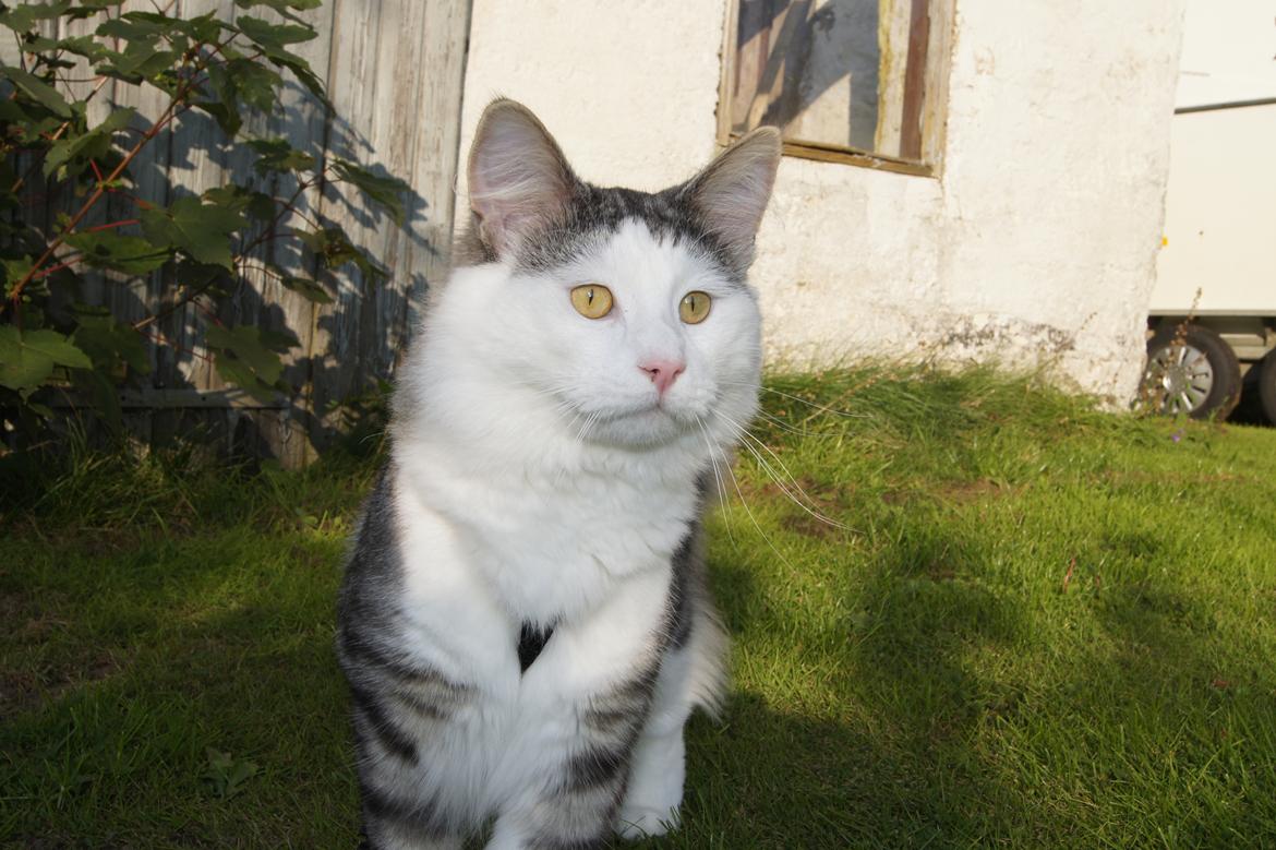 Norsk Skovkat Kejserheden's Gustau - Gusatu i haven sensommer 2011 billede 5