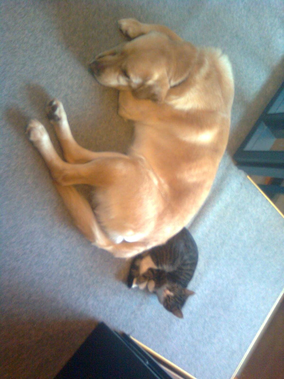 Huskat Splint - Splint ligger sammen med Thor :) billede 10