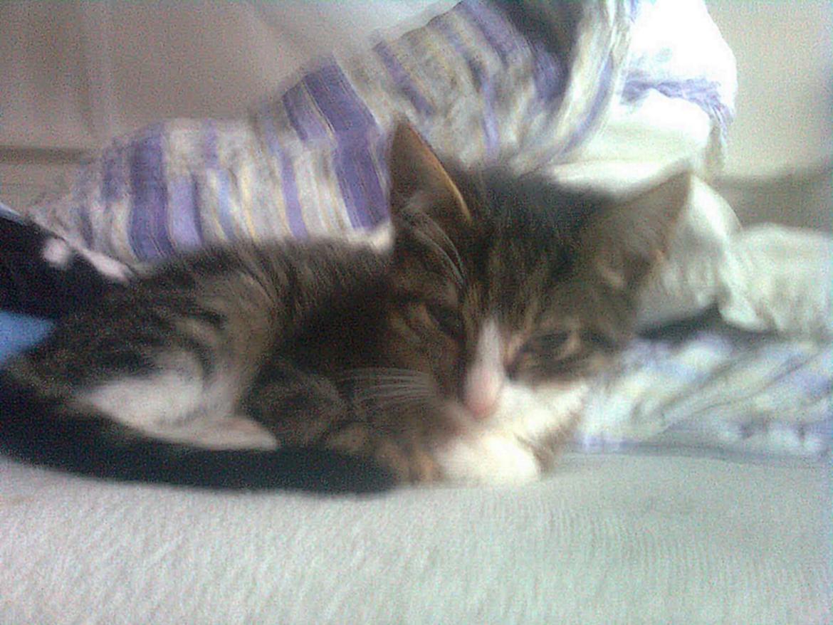 Huskat Splint - Da vi fik hende (:
Beklager det er slørret. billede 8