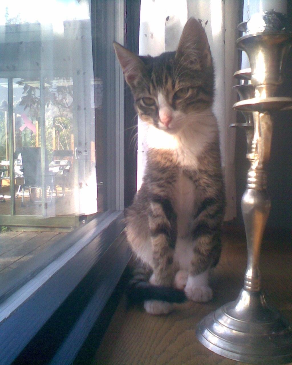 Huskat Splint billede 6