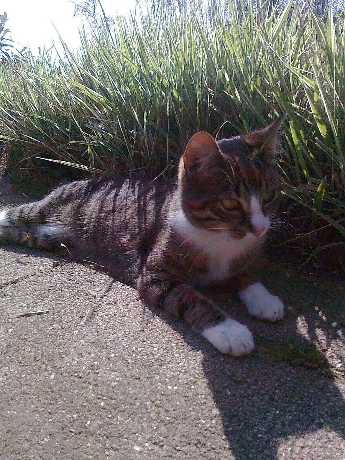 Huskat Splint billede 1