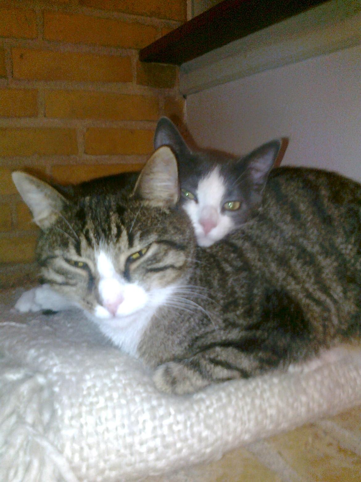 Huskat Splint - Splint ligger sammen med Tilde billede 9