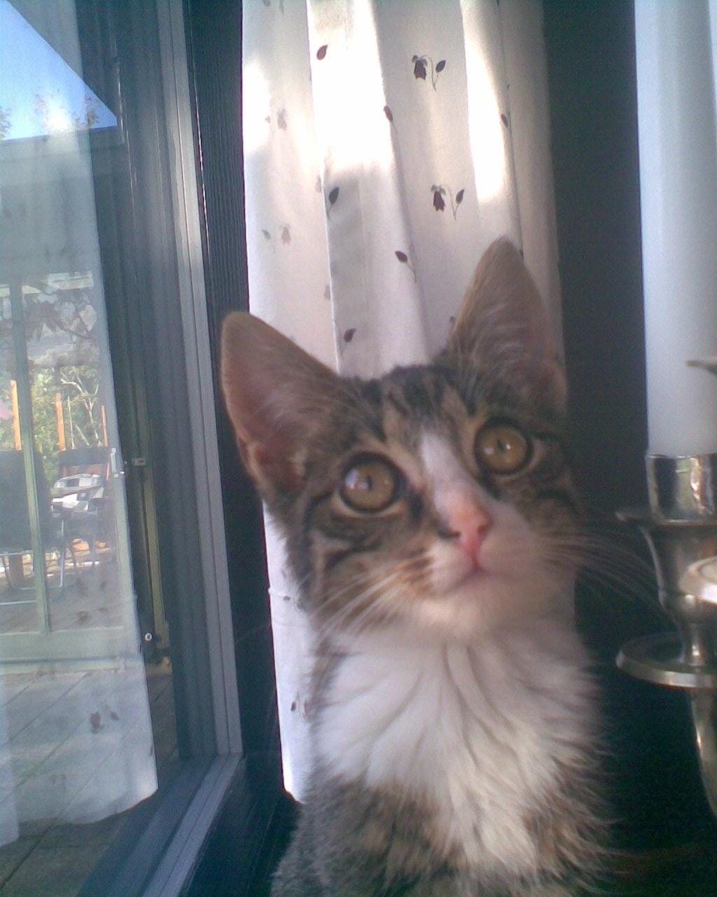 Huskat Splint billede 3