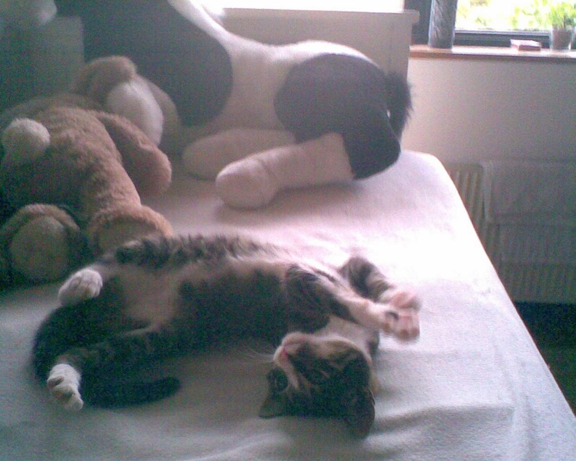 Huskat Splint billede 4