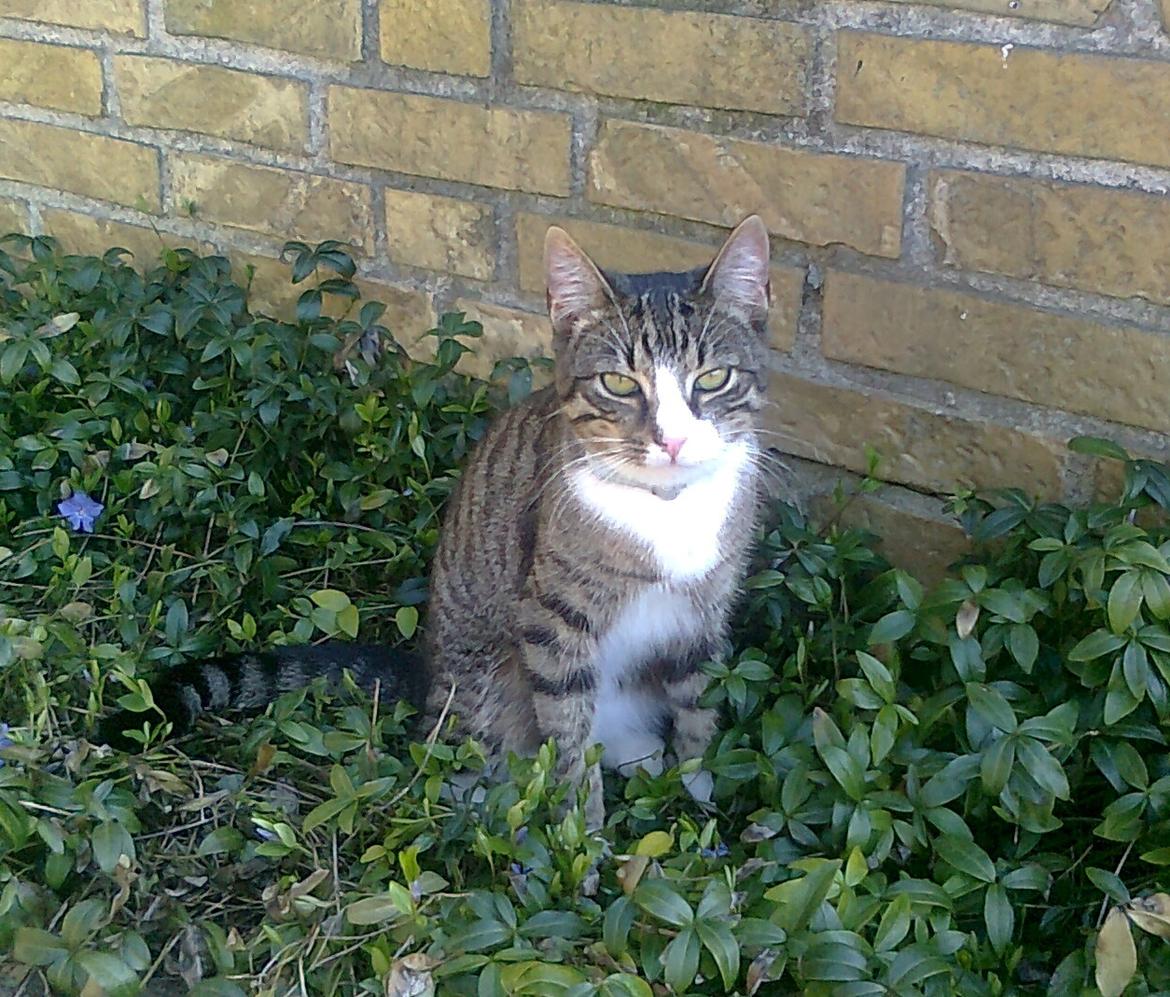 Huskat Splint billede 5