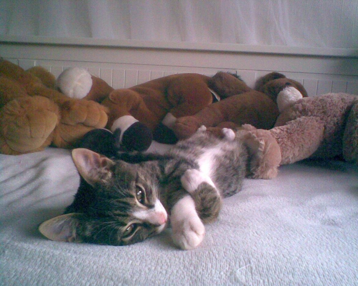 Huskat Splint billede 2