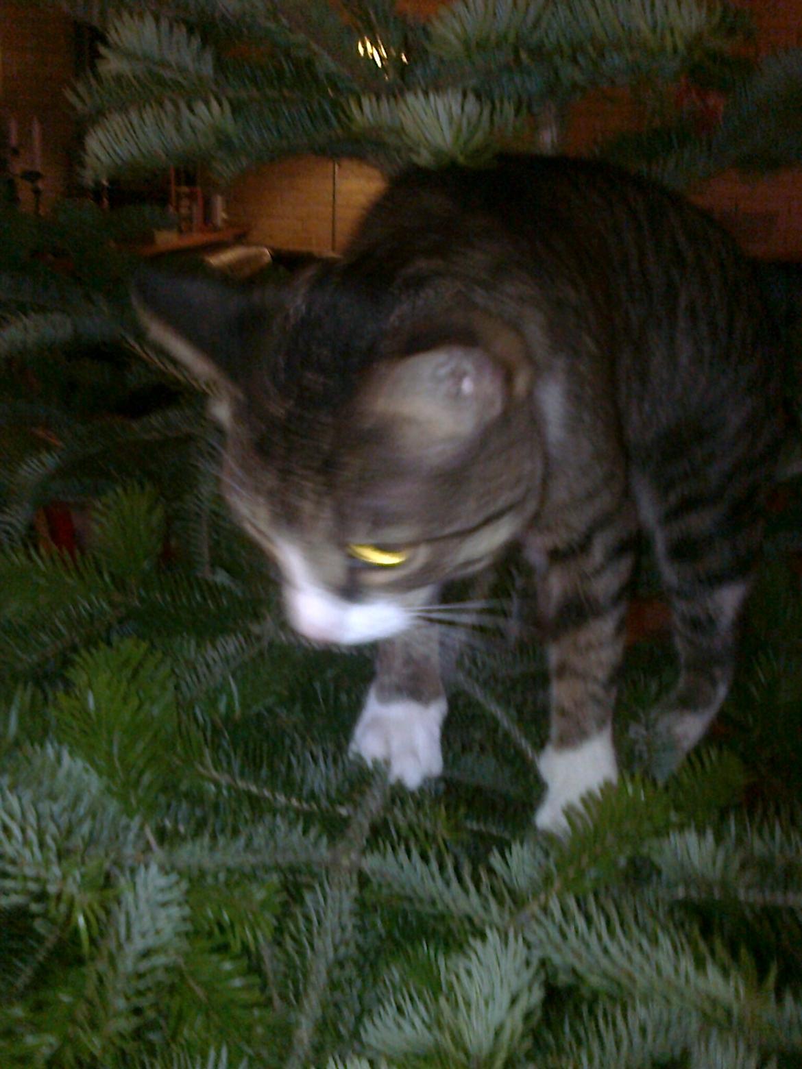 Huskat Splint - Splint i juletræet ^^' billede 7