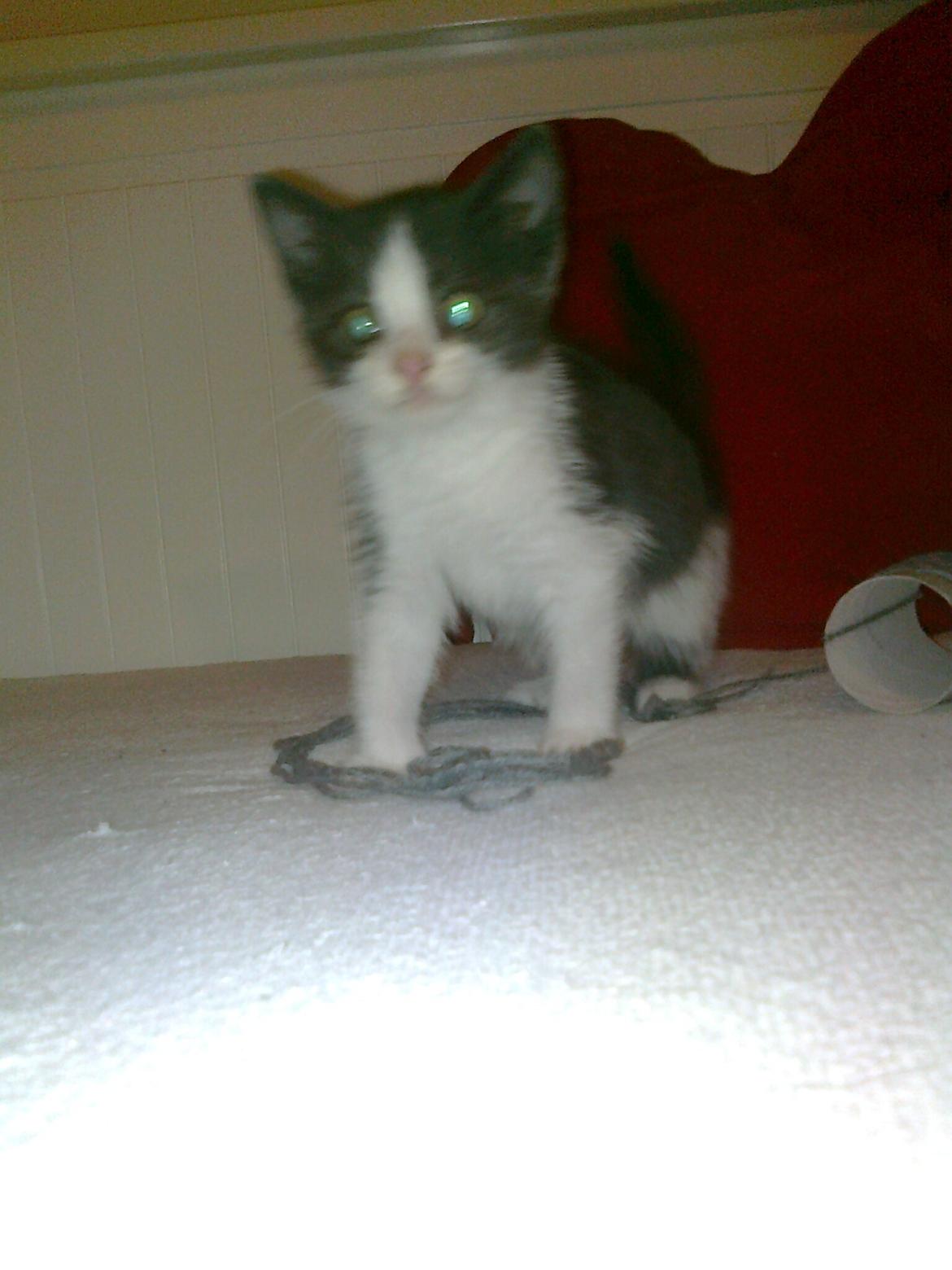 Huskat Tilde billede 9