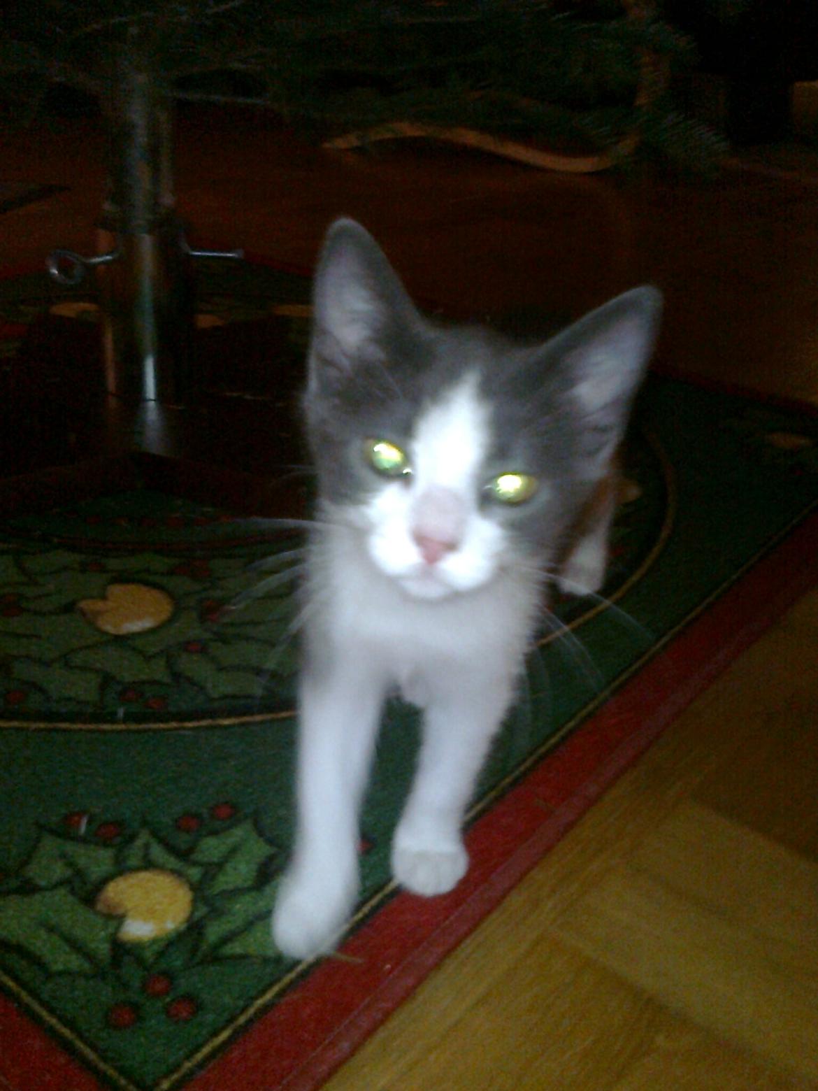 Huskat Tilde billede 11