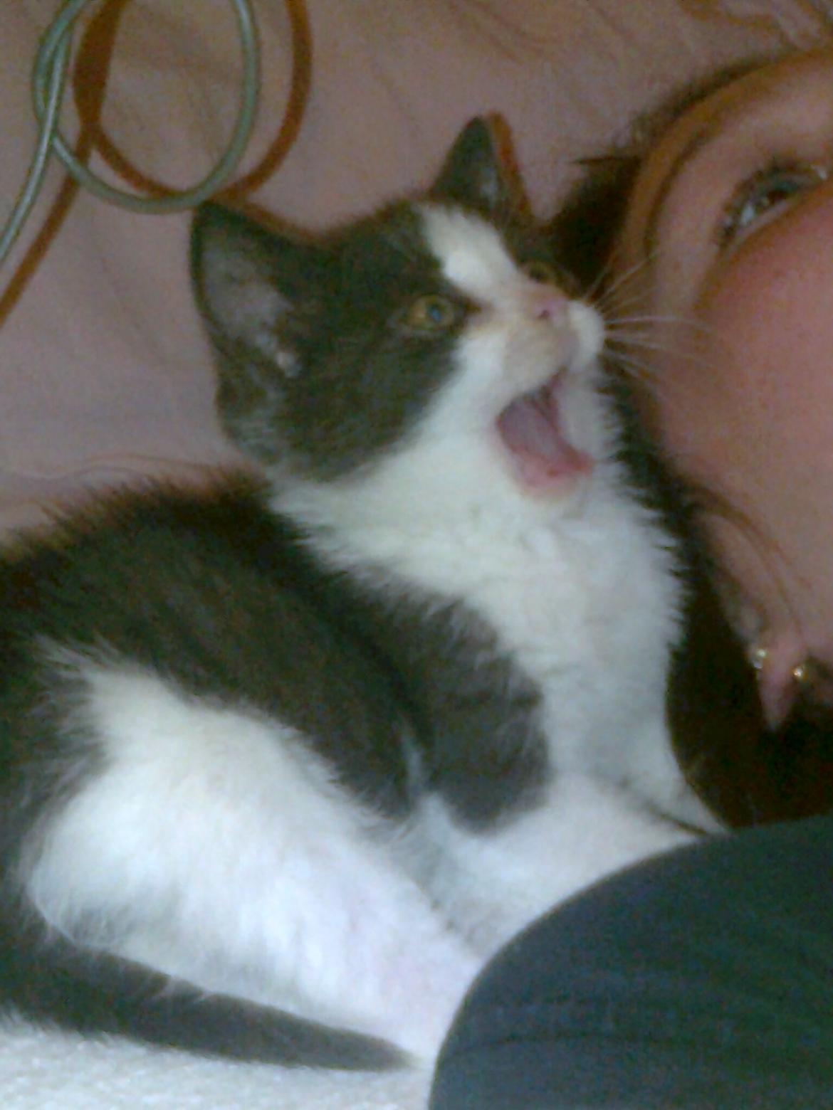 Huskat Tilde - Hahah!<3 Tilde billede 6