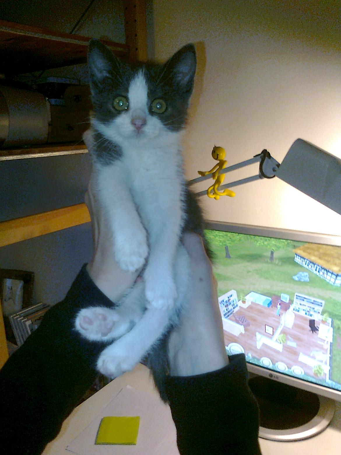 Huskat Tilde - Tilde som lille :D billede 4