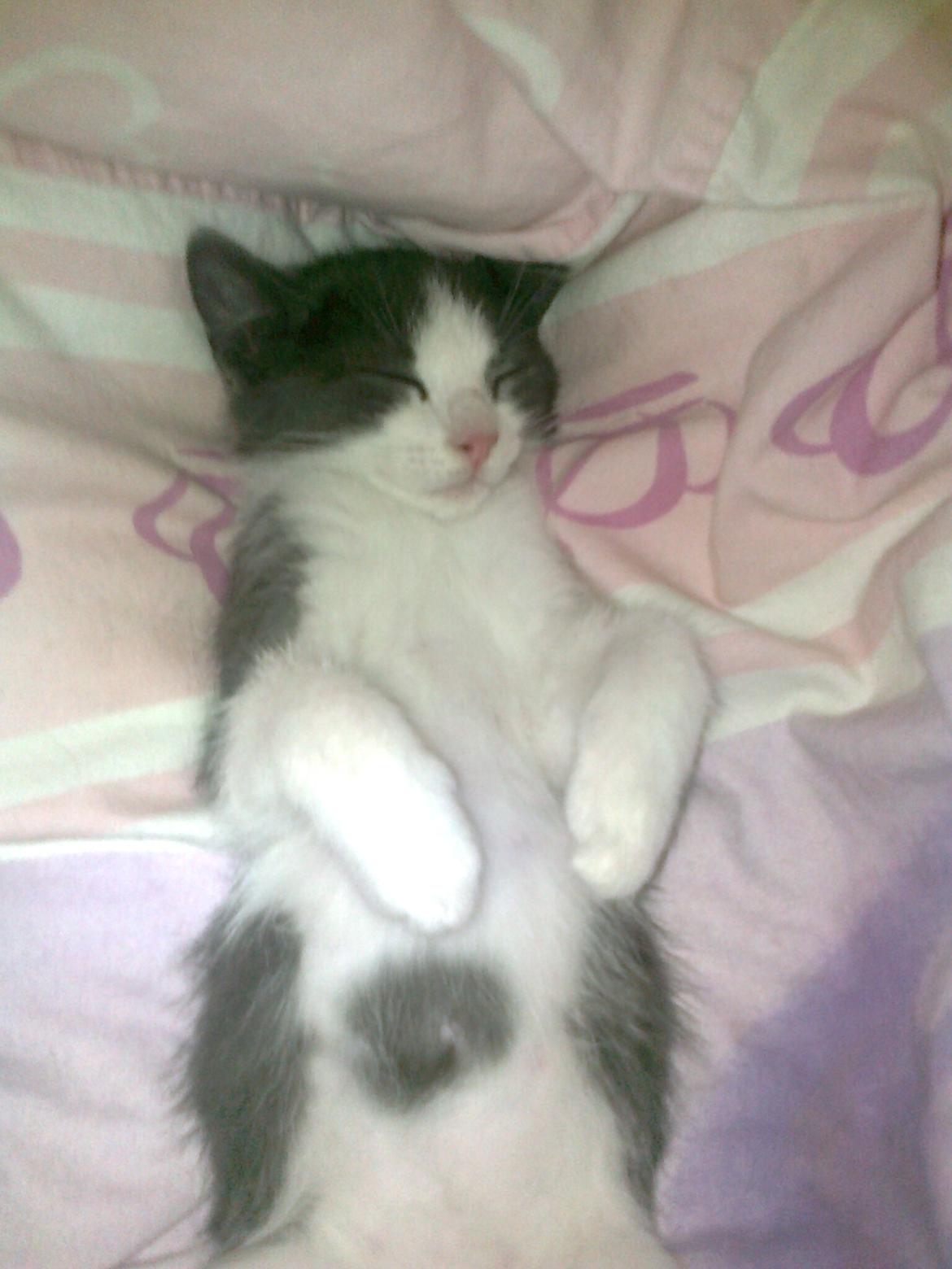 Huskat Tilde billede 10