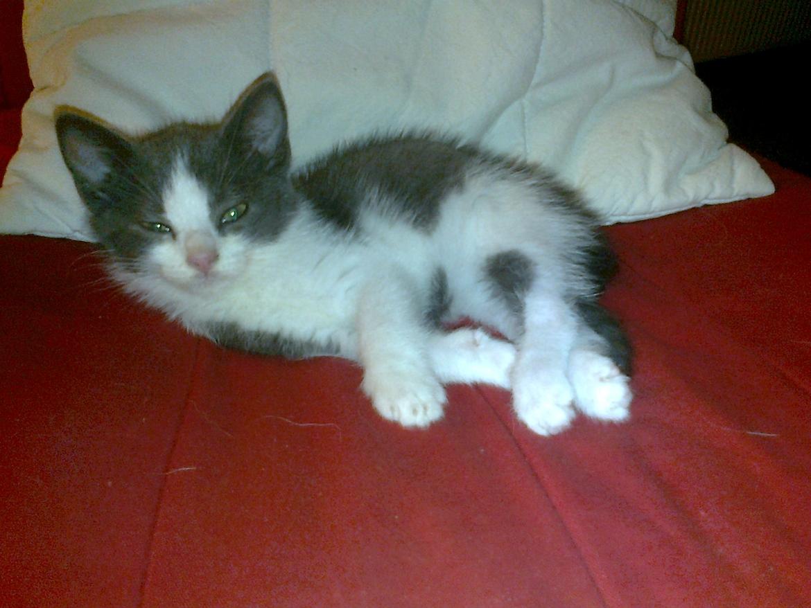 Huskat Tilde - Lille Tilde (: billede 5