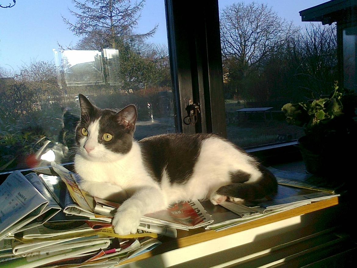 Huskat Tilde billede 3