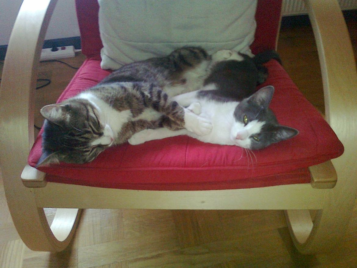 Huskat Tilde - Tilde ligger sammen med Splint<3 billede 7