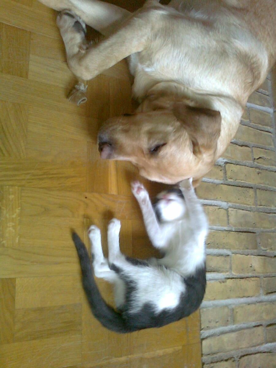 Huskat Tilde - Tilde med Thor <3 billede 8