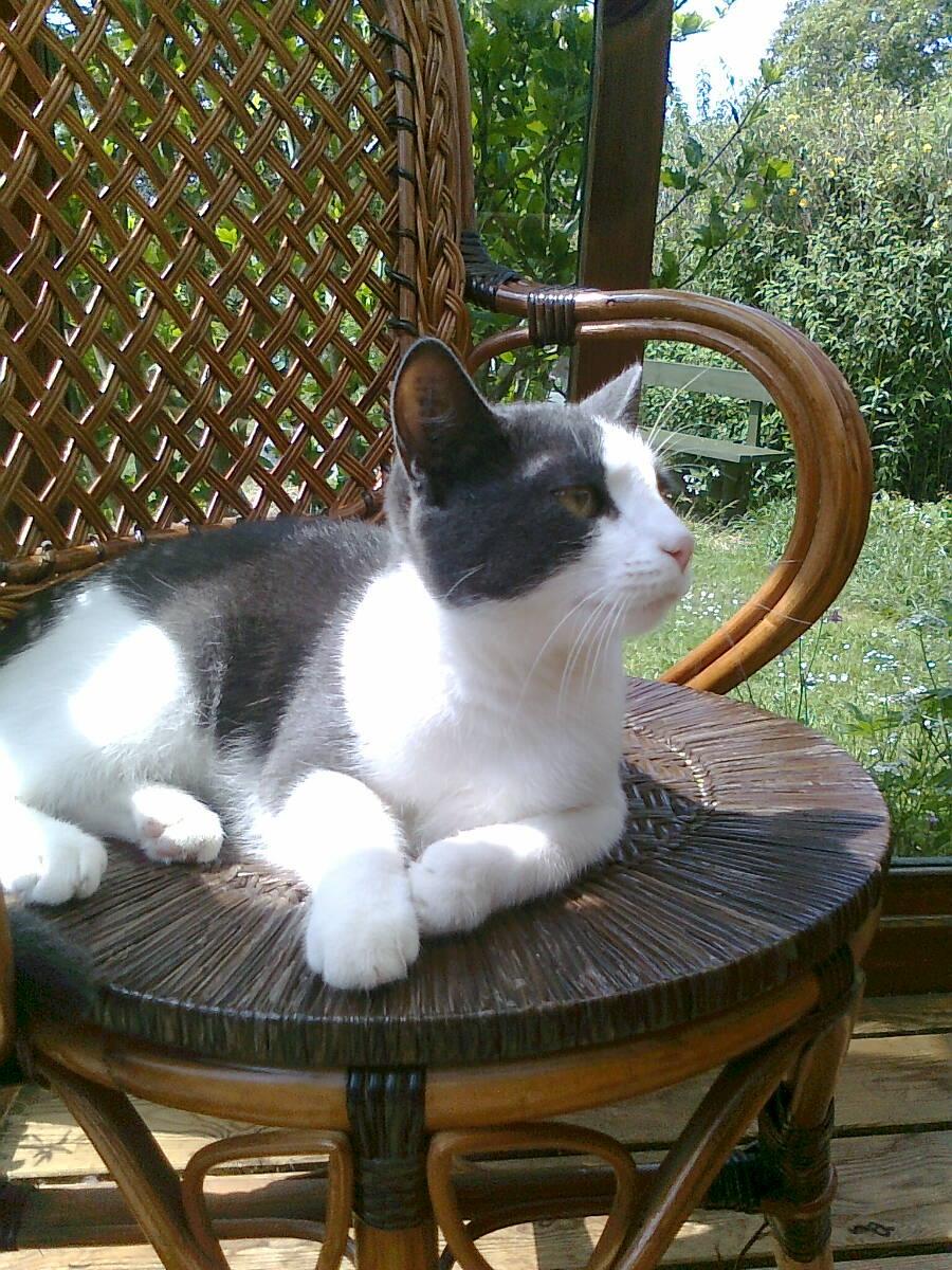 Huskat Tilde billede 2