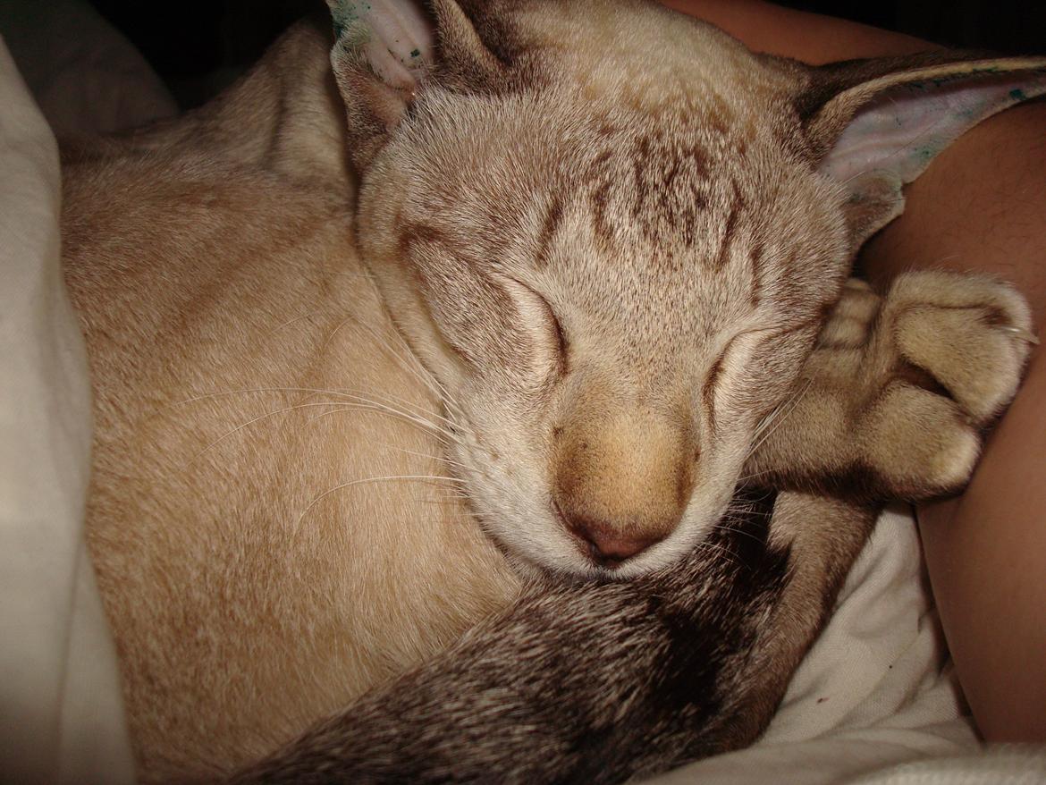 Siameser Haslund's Djencis Khan/Sahko billede 6