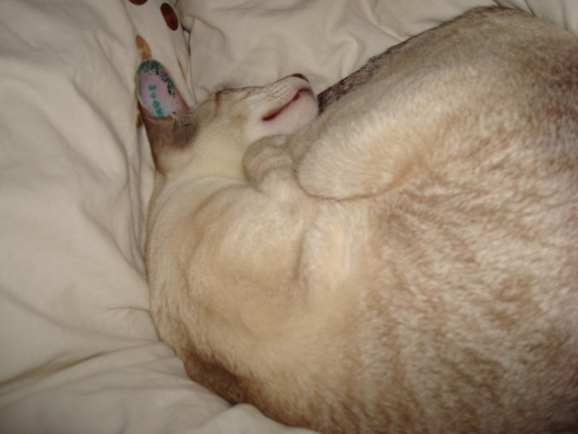 Siameser Haslund's Djencis Khan/Sahko billede 7