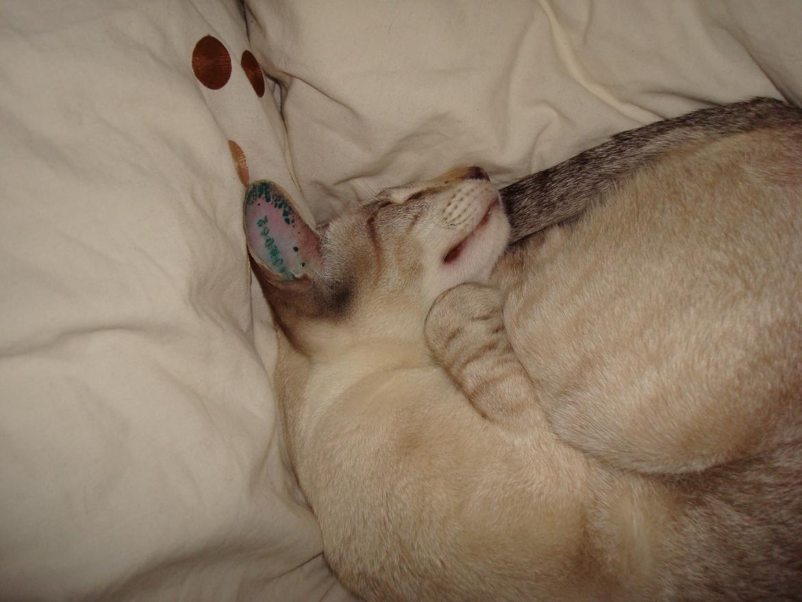 Siameser Haslund's Djencis Khan/Sahko billede 8