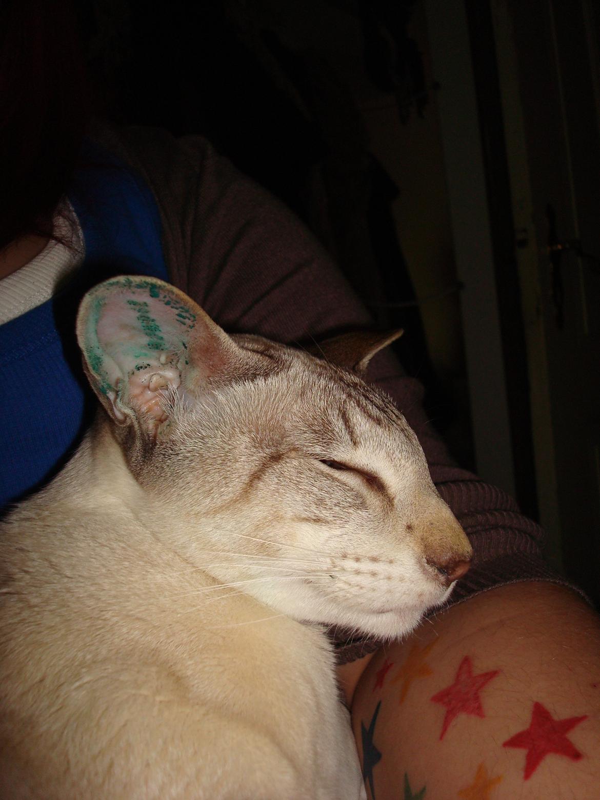 Siameser Haslund's Djencis Khan/Sahko billede 9