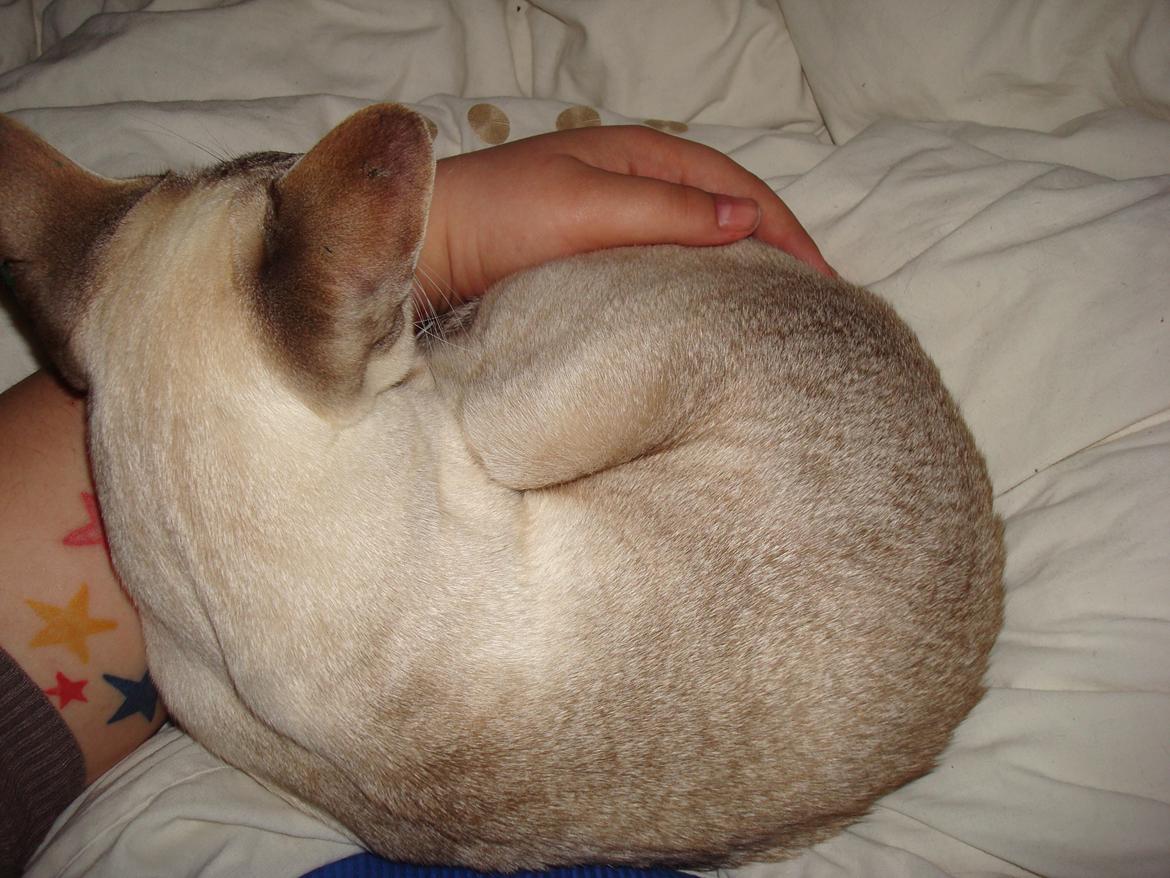 Siameser Haslund's Djencis Khan/Sahko billede 10