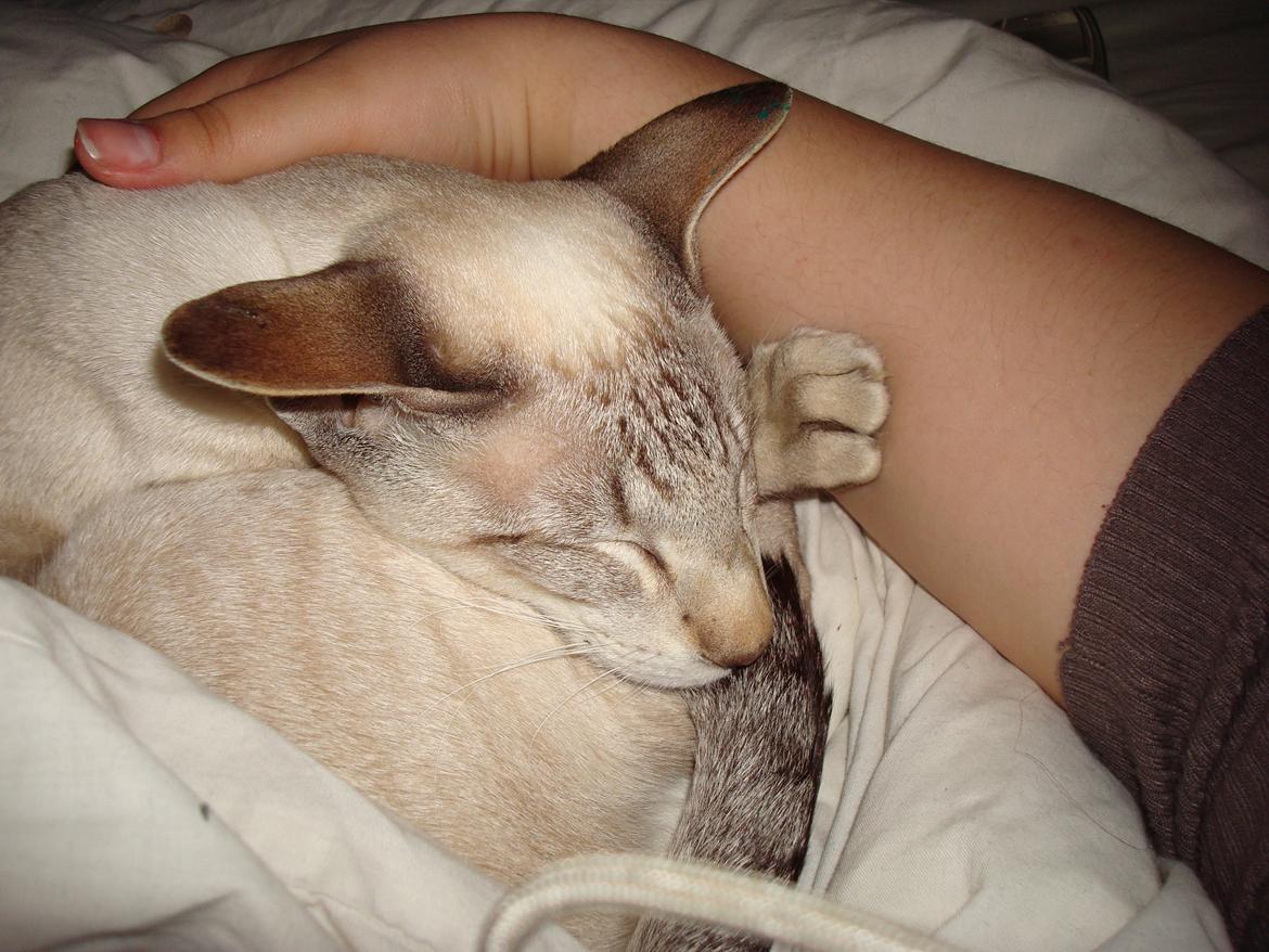 Siameser Haslund's Djencis Khan/Sahko billede 11