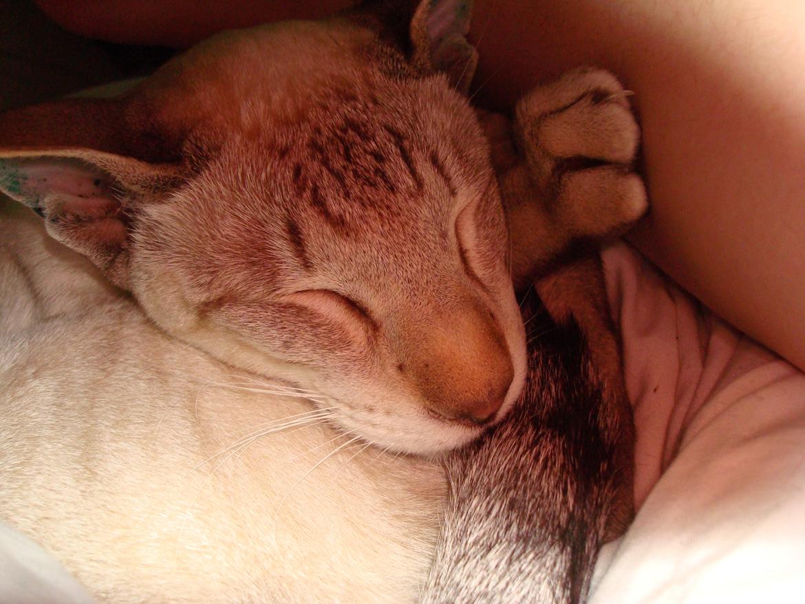 Siameser Haslund's Djencis Khan/Sahko billede 12