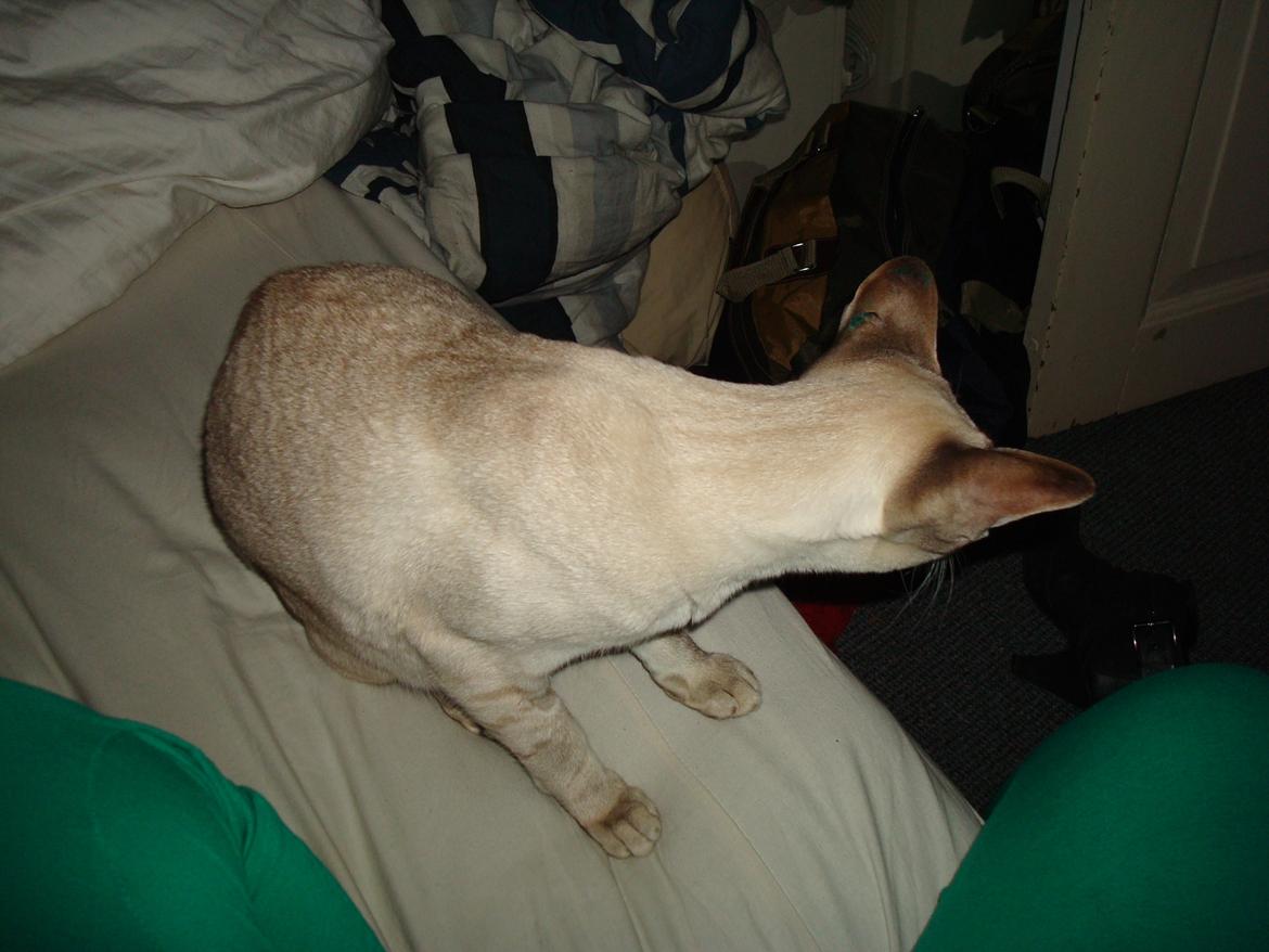 Siameser Haslund's Djencis Khan/Sahko billede 13