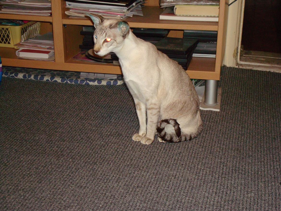 Siameser Haslund's Djencis Khan/Sahko billede 14