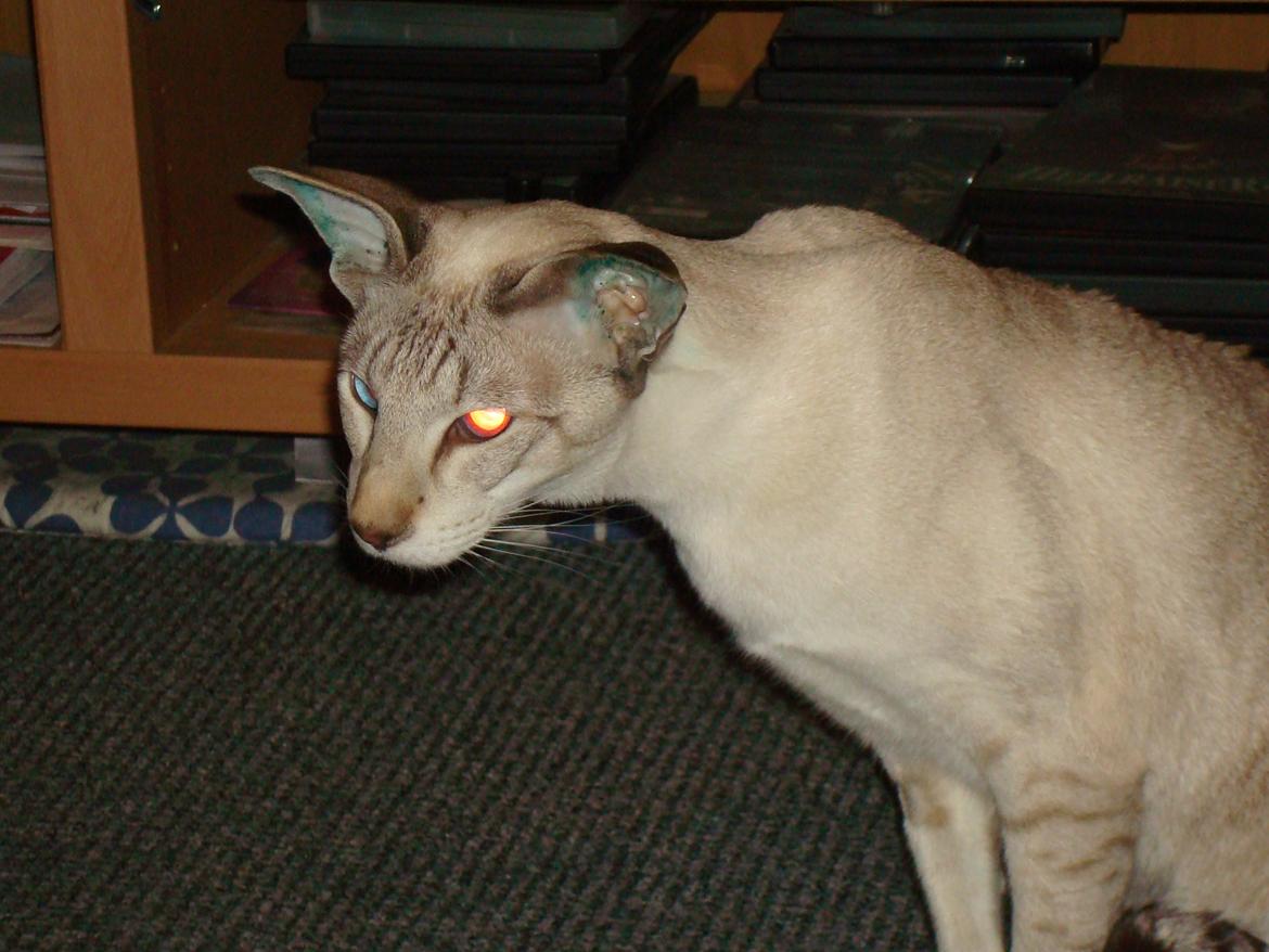 Siameser Haslund's Djencis Khan/Sahko billede 15