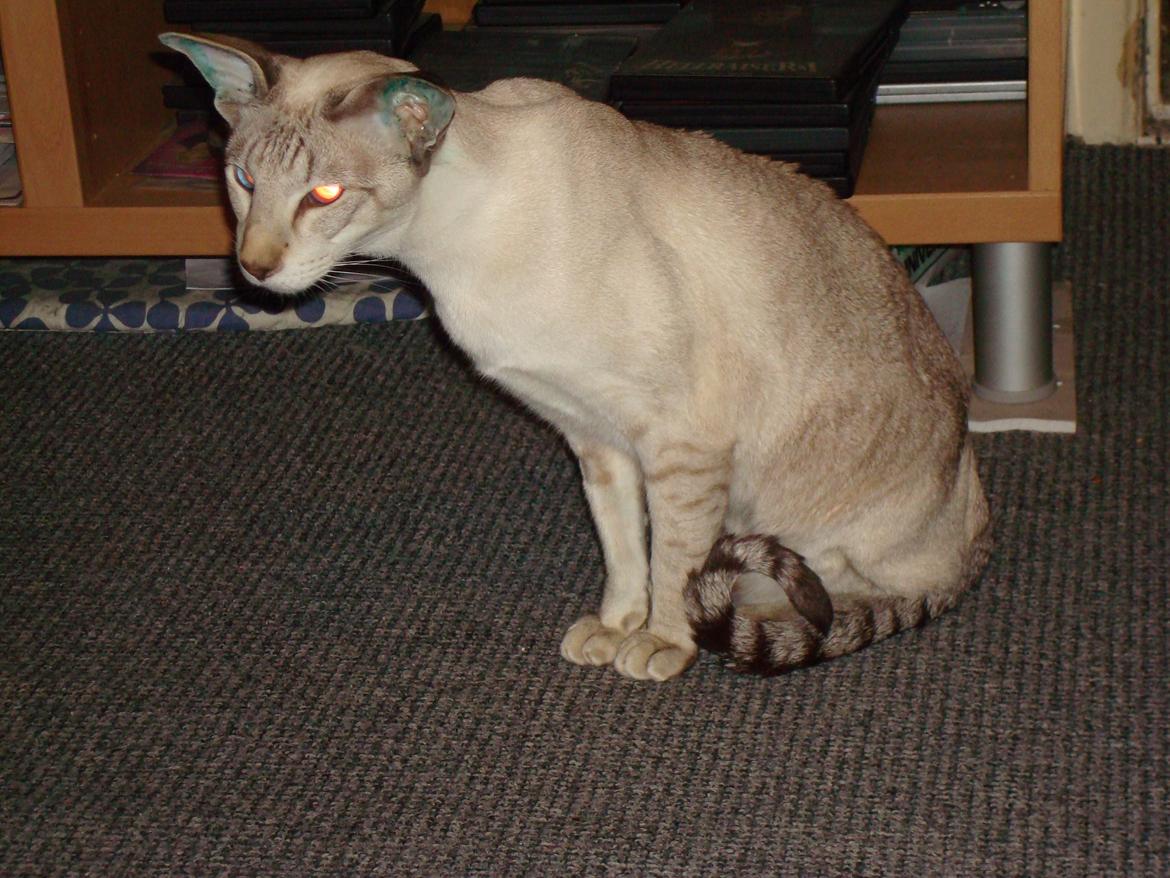 Siameser Haslund's Djencis Khan/Sahko billede 16