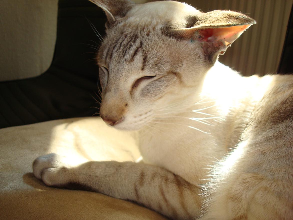 Siameser Haslund's Djencis Khan/Sahko billede 17