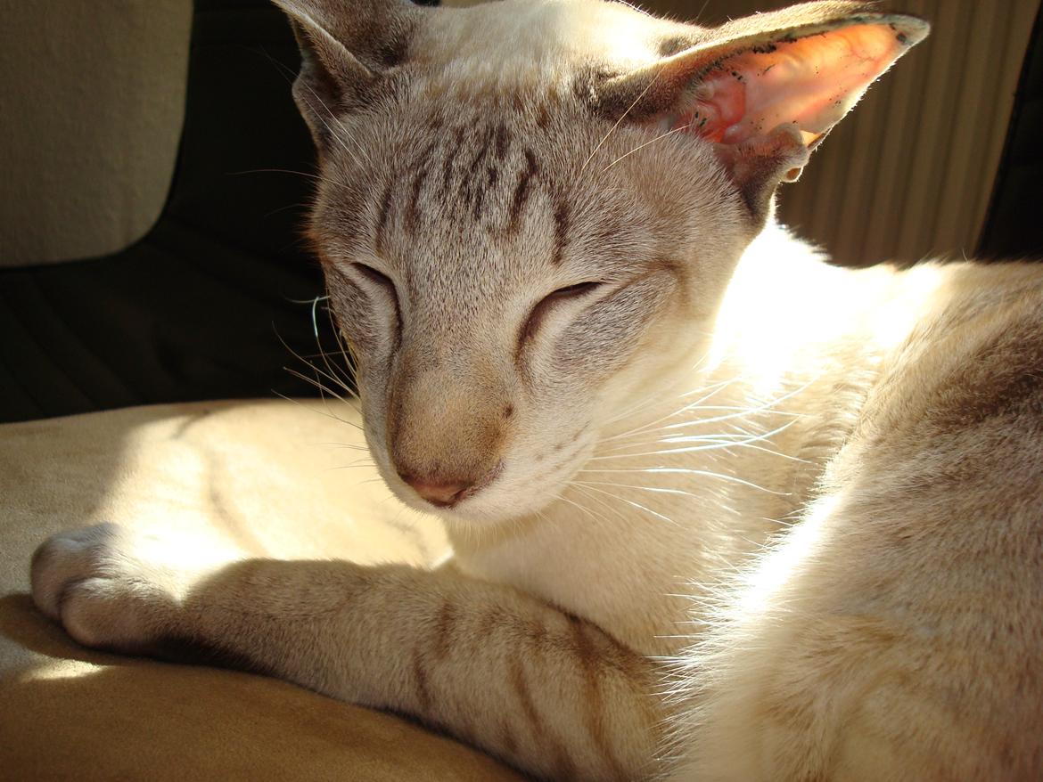 Siameser Haslund's Djencis Khan/Sahko billede 18