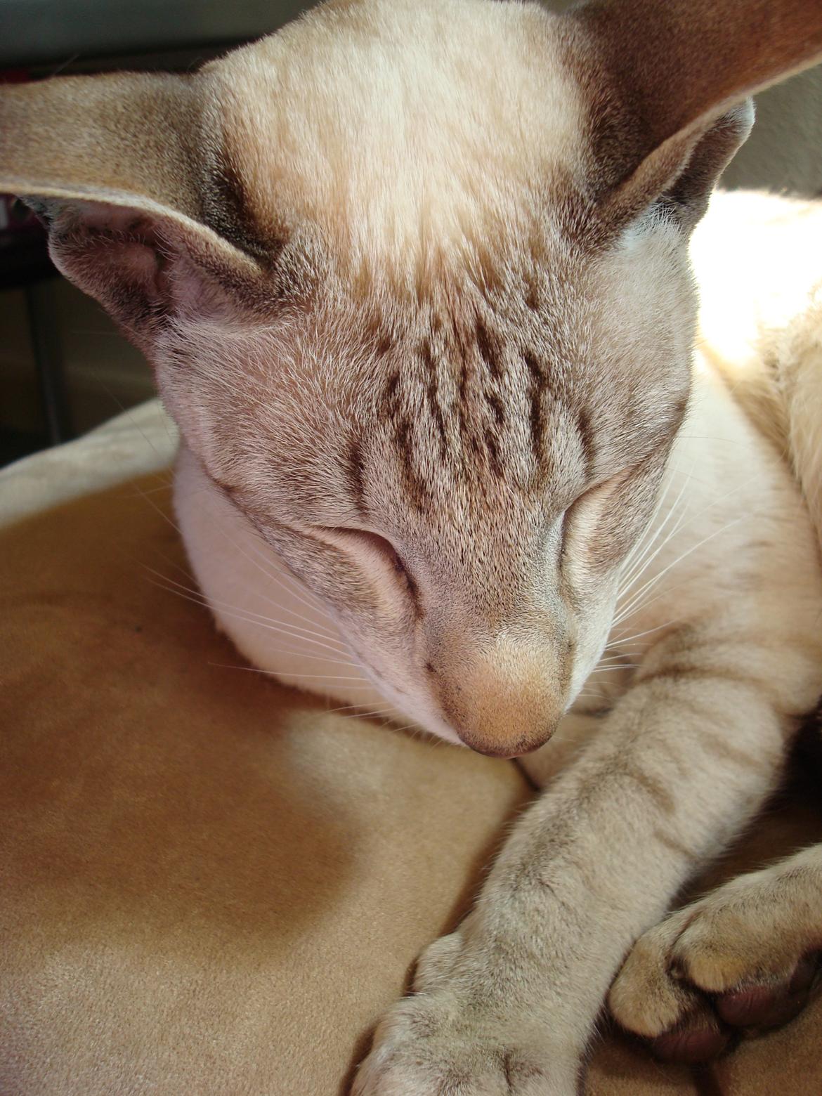 Siameser Haslund's Djencis Khan/Sahko billede 19