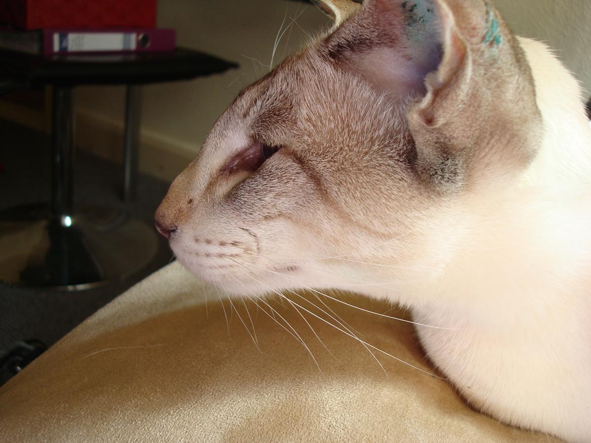 Siameser Haslund's Djencis Khan/Sahko billede 20