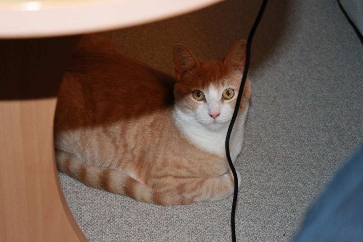 Huskat Felix billede 15