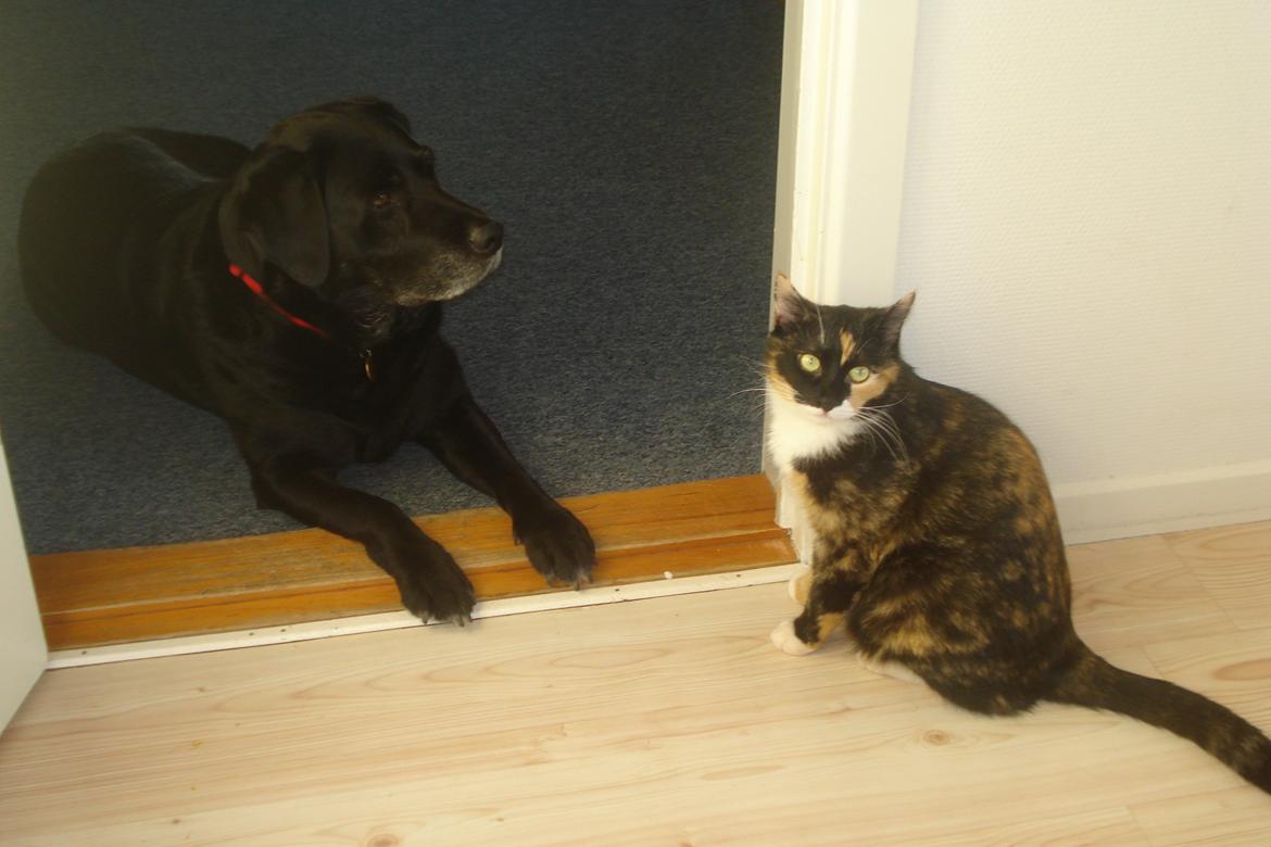 Huskat Molly billede 1