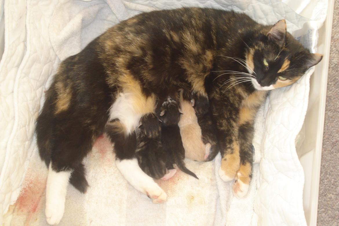 Huskat Molly billede 2