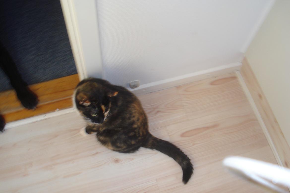 Huskat Molly billede 3