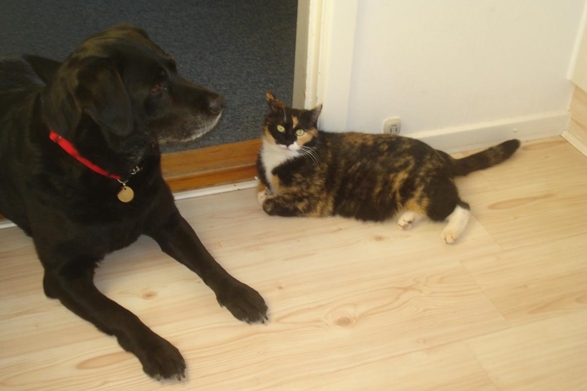 Huskat Molly billede 4