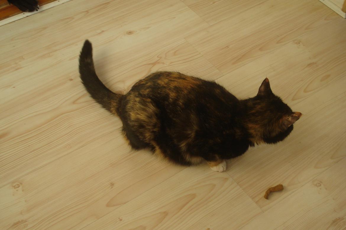 Huskat Molly billede 5