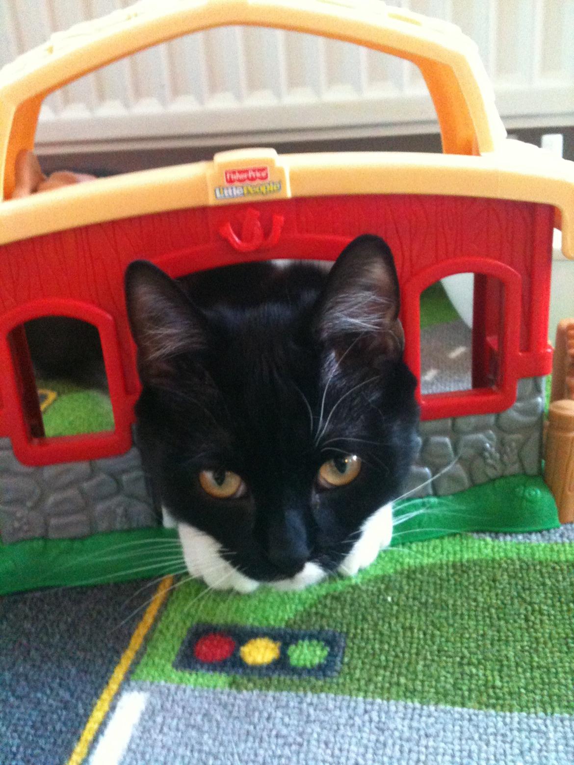 Blanding af racer Elliott - Hestestald til katte? billede 1